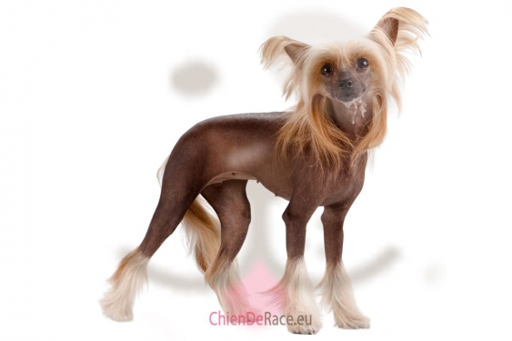 Guide photos remplacement chiens chinois iPhone 13 (Etape 2 - image 1)